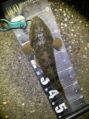 マゴチの釣果