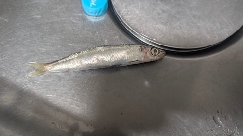 ウルメイワシの釣果