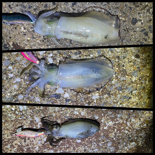 アオリイカの釣果