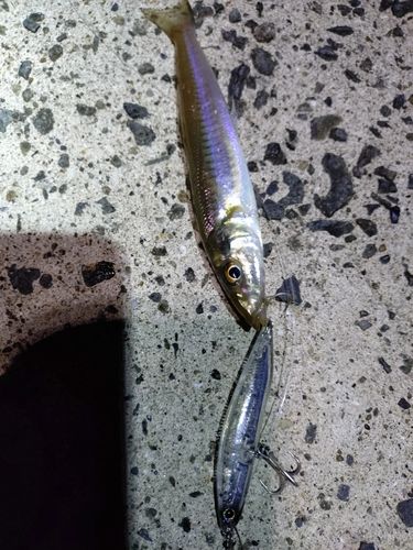 キスの釣果