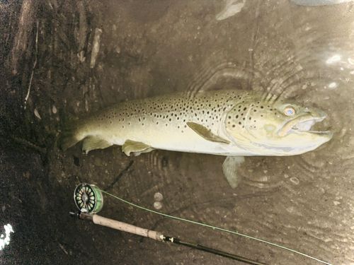 ブラウントラウトの釣果