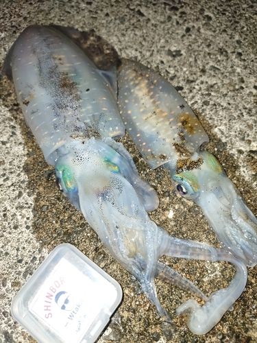 アオリイカの釣果