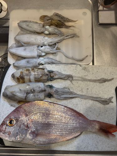 アオリイカの釣果