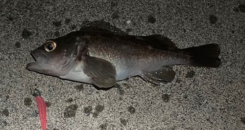 ガヤの釣果