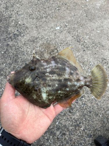 カワハギの釣果