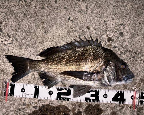 クロダイの釣果