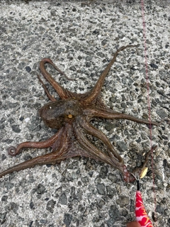マダコの釣果
