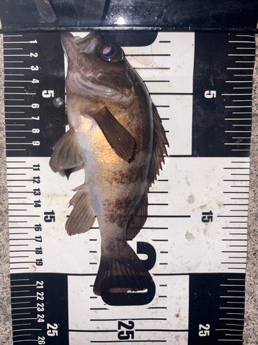 メバルの釣果