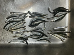 カタクチイワシの釣果