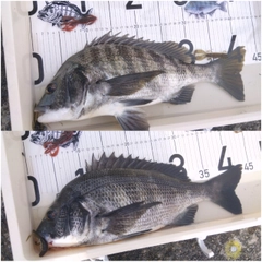 チヌの釣果