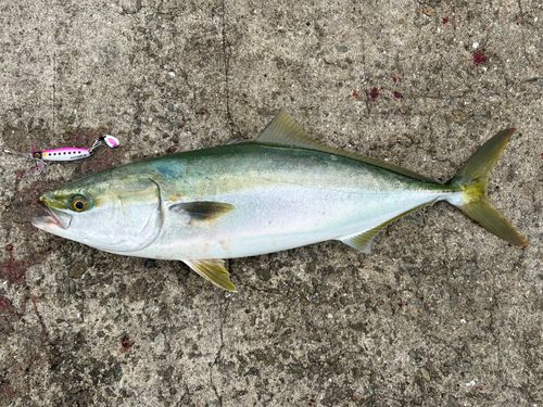 メジロの釣果