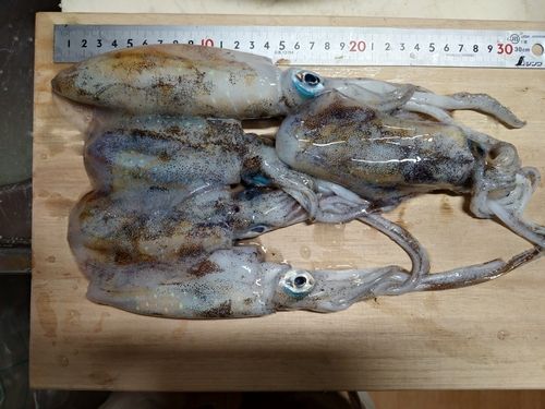 アオリイカの釣果