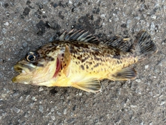 ムラソイの釣果