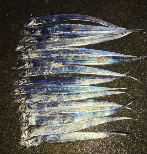 タチウオの釣果