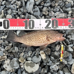 オオモンハタの釣果
