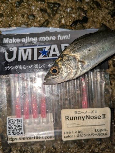 セイゴ（マルスズキ）の釣果