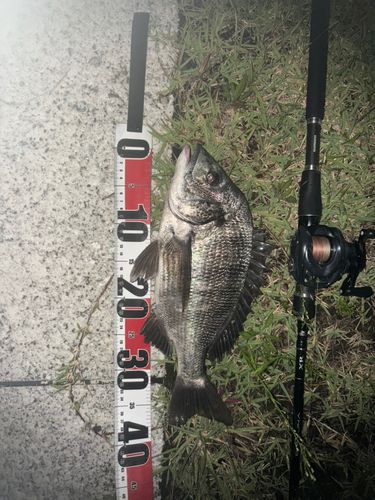 クロダイの釣果