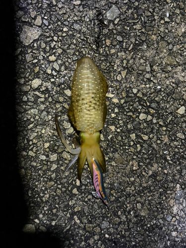 イカの釣果