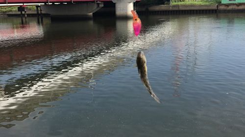マハゼの釣果