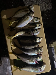 アジの釣果