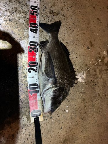 チヌの釣果