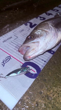 シーバスの釣果