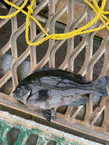 メジナの釣果
