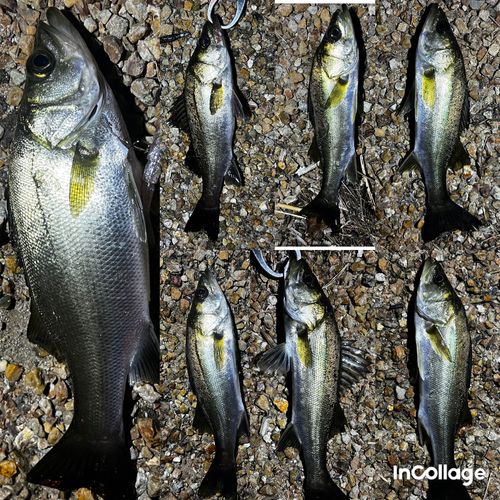 シーバスの釣果