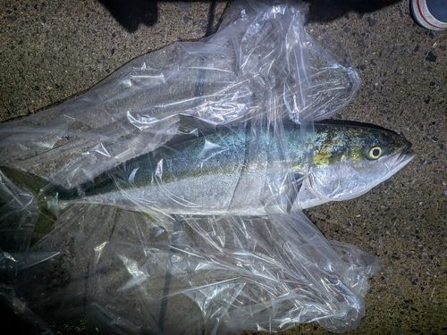 イナダの釣果