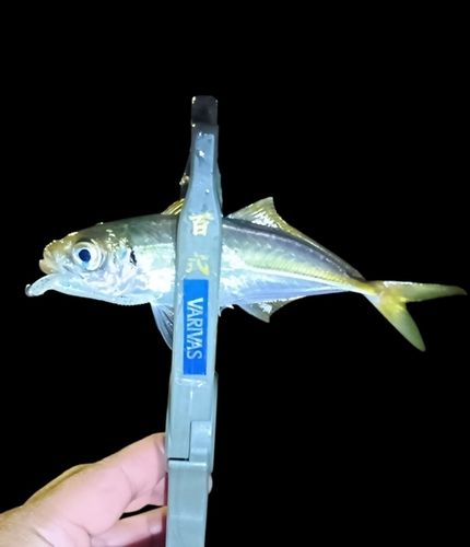 マアジの釣果