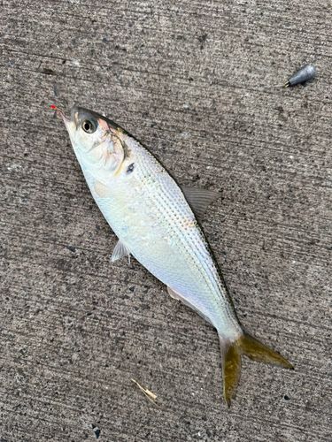 釣果