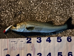 シーバスの釣果