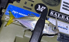 マアジの釣果
