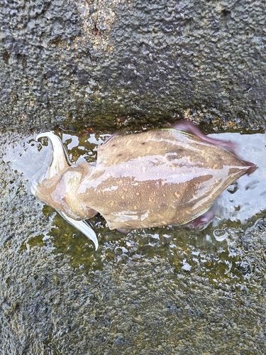 コウイカの釣果