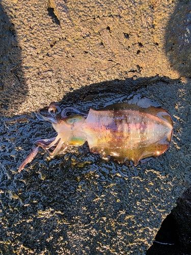 コウイカの釣果