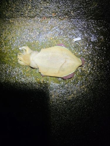 コウイカの釣果