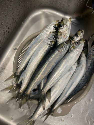 イワシの釣果
