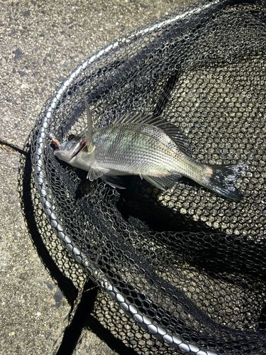 キビレの釣果