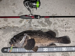 クロソイの釣果