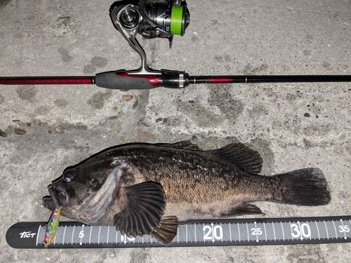 クロソイの釣果