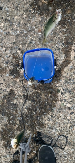 マアジの釣果