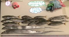 タチウオの釣果