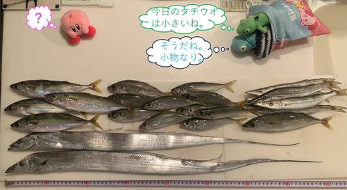 タチウオの釣果