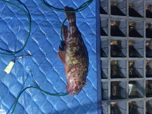 カサゴの釣果
