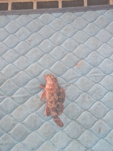 カサゴの釣果