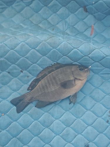 グレの釣果