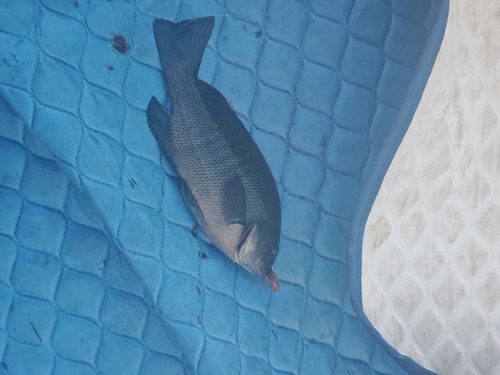 グレの釣果
