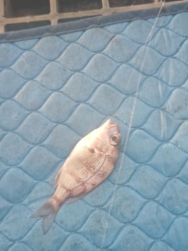 チャリコの釣果