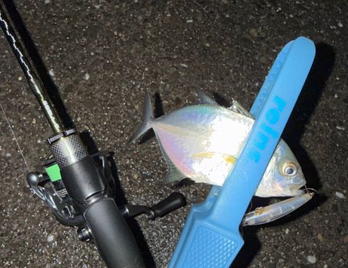 メッキの釣果