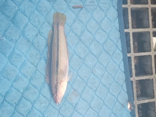 キュウセンの釣果